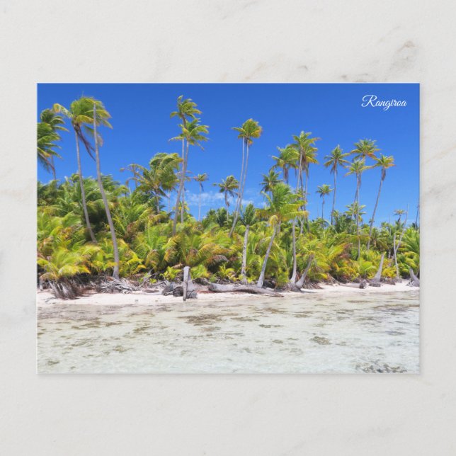 Cartão Postal Palmeiras de Rangiroa (Frente)