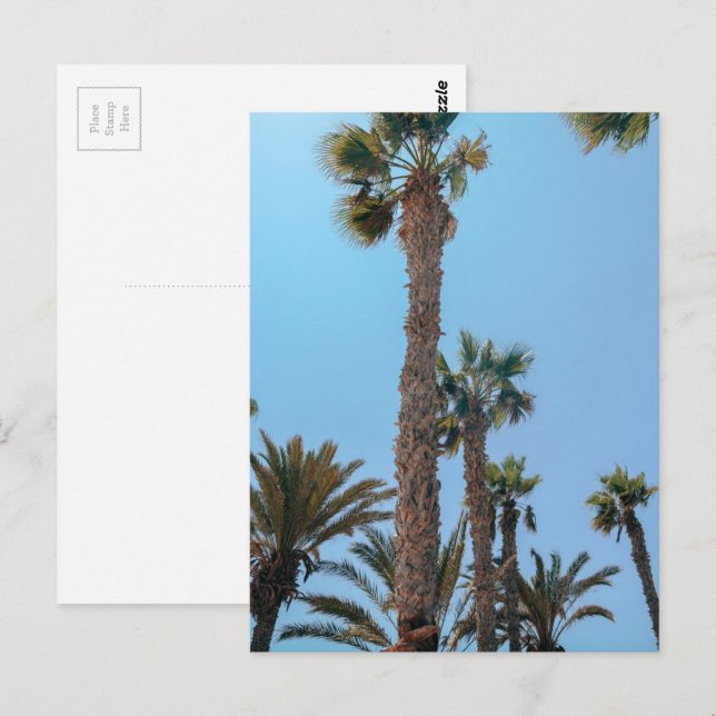 Cartão Postal Palmeiras de Verão (Frente/Verso)