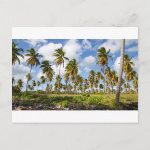 Cartão Postal Palmeiras na praia de Isla Saona