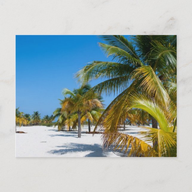 Cartão Postal Palmeiras na praia do oceano (Frente)