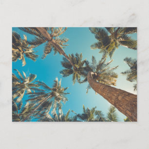Cartão Postal Palmeiras na praia tropical