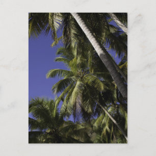 Cartão Postal Palmeiras numa ilha tropical Caribe