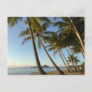 Cartão Postal palmeiras postais e mar