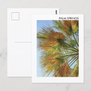 Cartão Postal Palmeiras Primaveras Palmeiras e Palmeiras