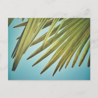 Cartão Postal Palmenwedel am Sommerhimmel