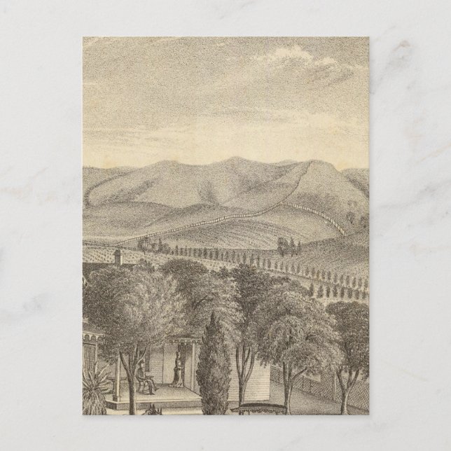 Cartão Postal Palmer res, vinha (Frente)