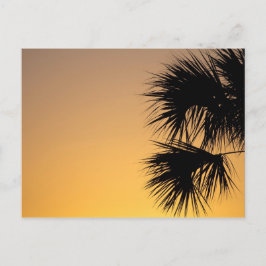 Cartão Postal Palmetto Tree at Sunrise, Florida