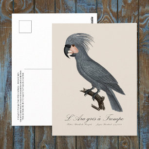 Cartão Postal Palmito-preto, Probosciger aterrimus