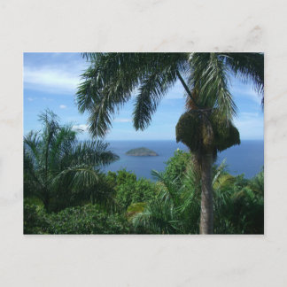 Cartão Postal Palms Postcard
