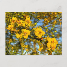 Cartão Postal Palo Verde Blossoms em Primavera