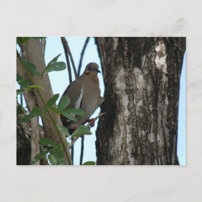 Cartão Postal Paloma Tortola (Frente)