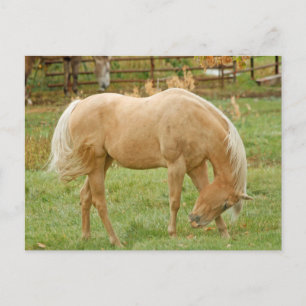Cartão Postal Palomino Horse