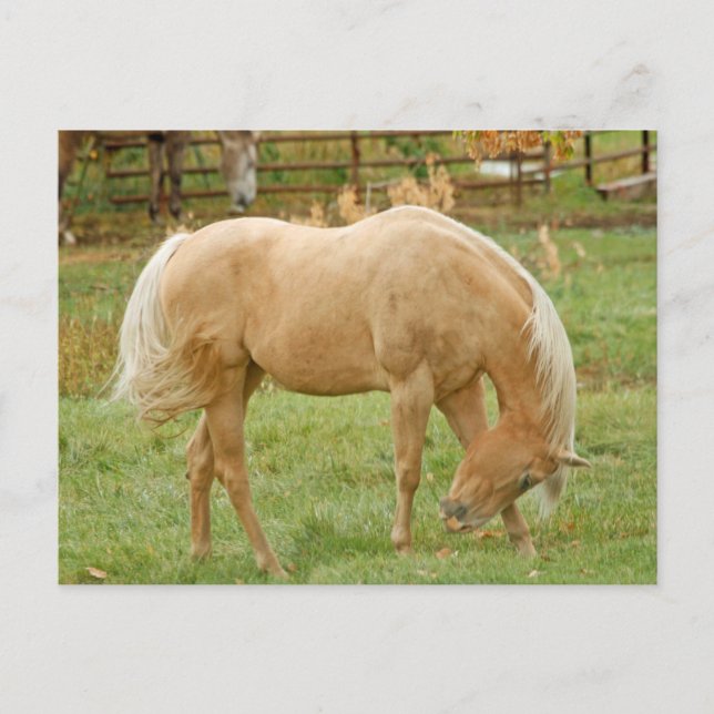 Cartão Postal Palomino Horse (Frente)