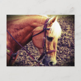 Cartão Postal Palomino Ocidental