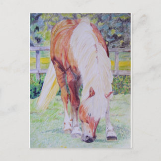 Cartão Postal Palomino Princesa