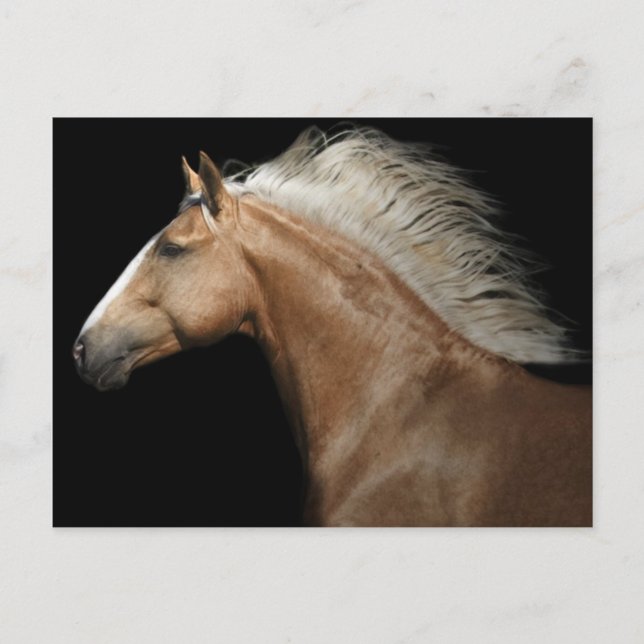 Cartão Postal Palomino Stallion (Frente)