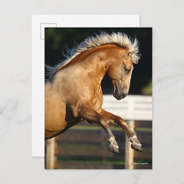 Cartão Postal Palomino Tennessee Walker Stallion Rearing (Frente/Verso)