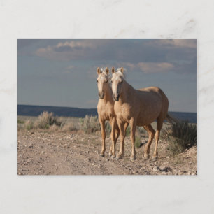 Cartão Postal Palominos Correspondentes