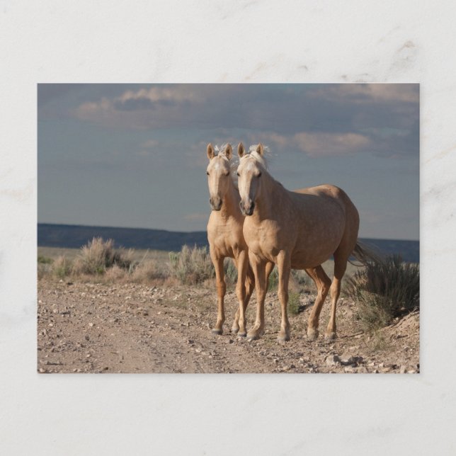 Cartão Postal Palominos Correspondentes (Frente)