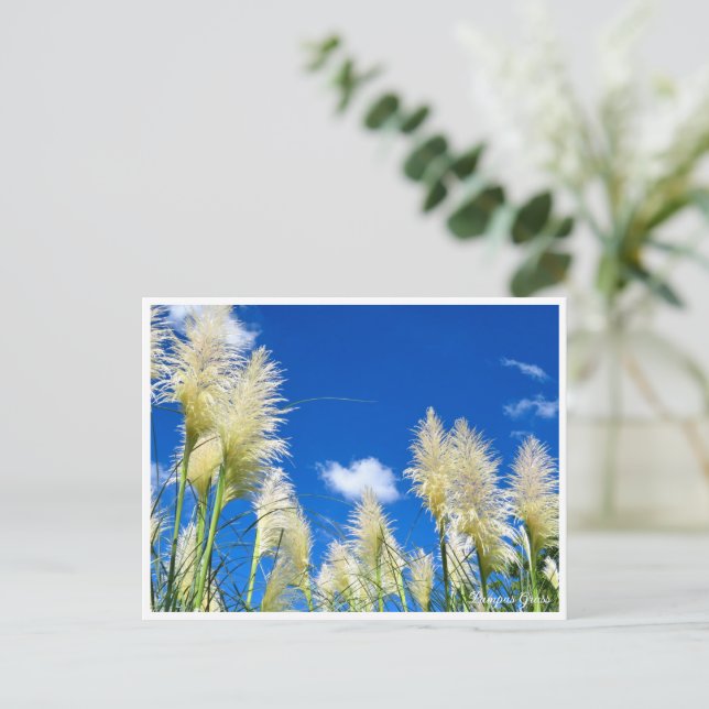 Cartão Postal Pampas Grass (Em pé/Frente)
