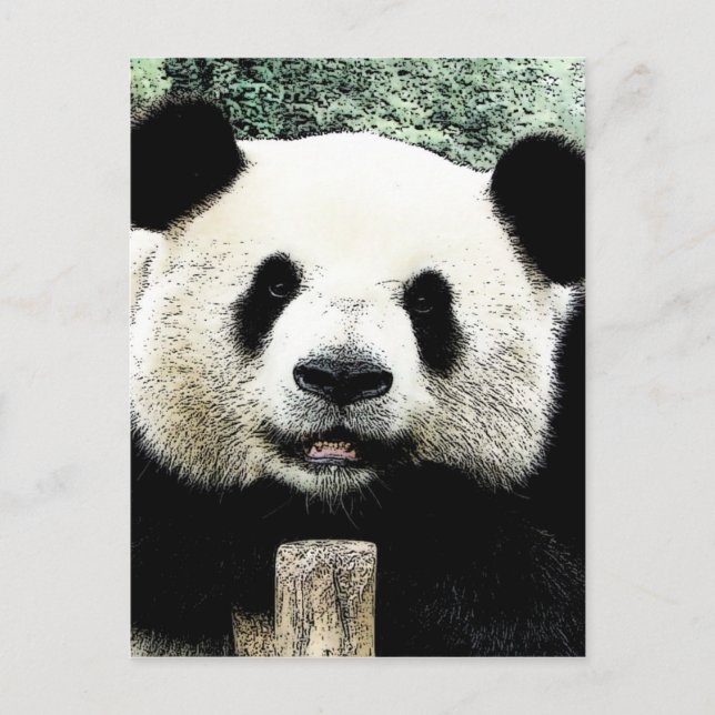 Cartão Postal Panda (Frente)