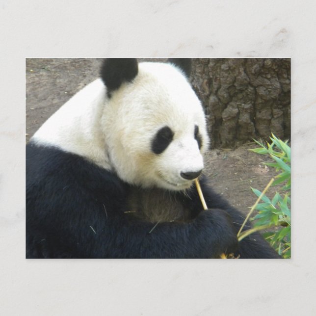 Cartão Postal Panda (Frente)