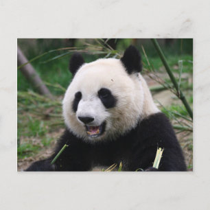 Cartão Postal panda