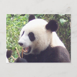 Cartão Postal Panda
