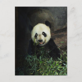 Cartão Postal Panda