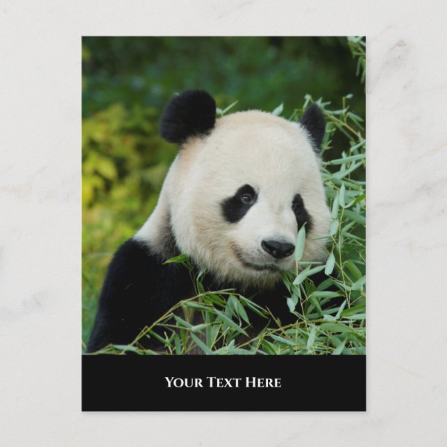 Cartão Postal Panda (Frente)