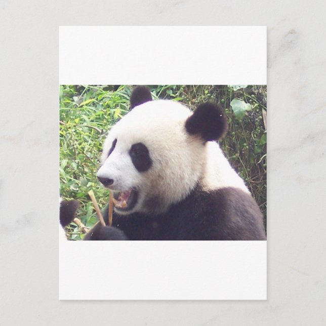 Cartão Postal Panda (Frente)