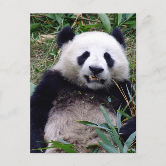 Cartão Postal Panda Bear Grinning, Animais, China (Frente)
