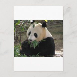 Cartão Postal Panda Bear Hugs