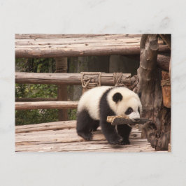 Cartão Postal Panda Bear postcard