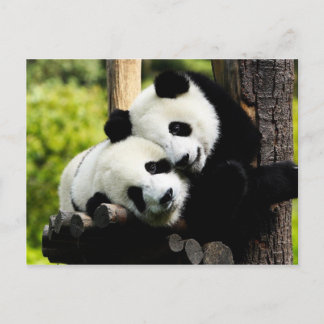 Cartão Postal Panda Bears