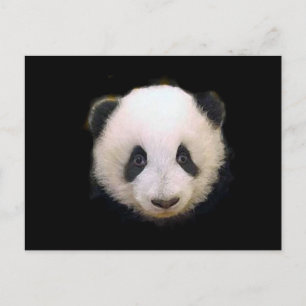 Cartão Postal Panda Bebê