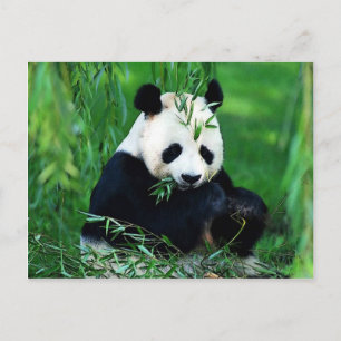 Cartão Postal Panda Comendo Folhas
