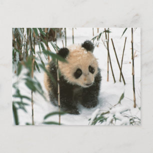 Cartão Postal Panda cub na neve, Wolong, Sichuan, China 2