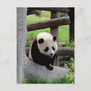 Cartão Postal Panda Fotografia