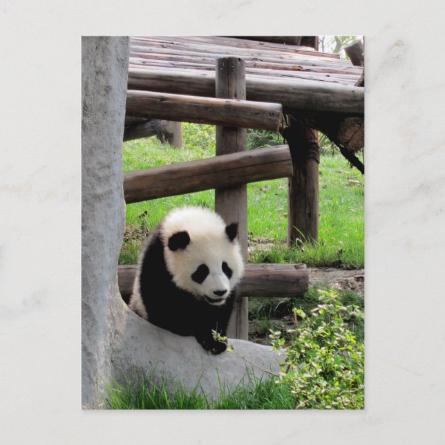 Cartão Postal Panda Fotografia (Frente)