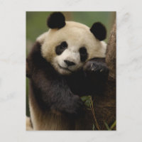 Panda-gigante Ailuropoda melanoleuca) Família