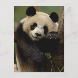 Cartão Postal Panda-gigante Ailuropoda melanoleuca) Família