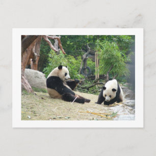 Cartão Postal Panda gigante, bambu