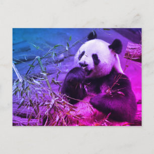 Cartão Postal Panda gigante comendo bambu