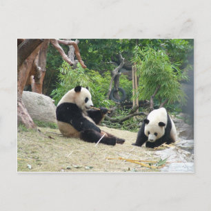 Cartão Postal Panda gigante em uma fotografia de zoológico de an