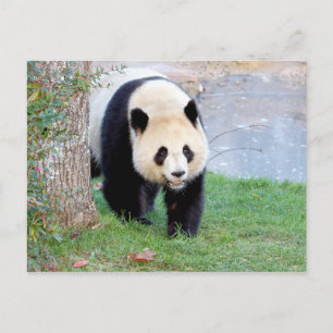 Cartão postal Panda gigante fotográfica, animais