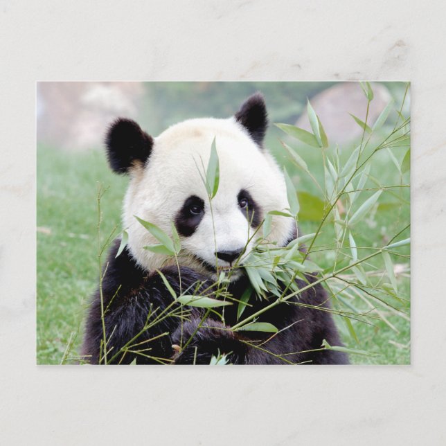 Cartão postal Panda gigante fotográfica, animais 0 (Frente)
