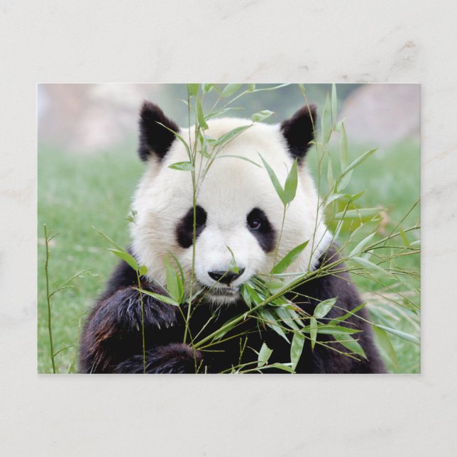 Cartão postal Panda gigante fotográfica, animais 0 (Frente)
