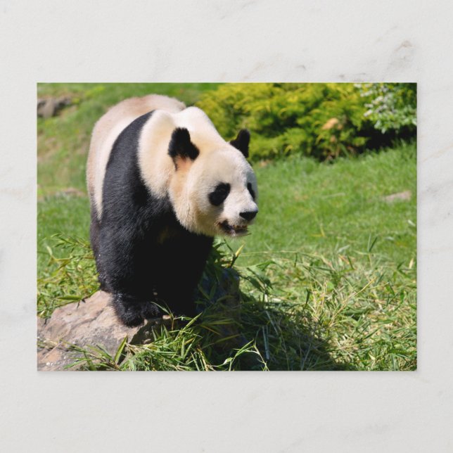 Cartão Postal Panda gigante sobre uma pedra (Frente)