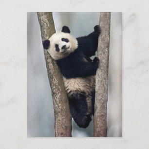 Cartão Postal Panda jovem subindo em uma árvore, China
